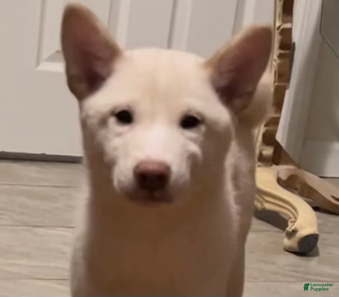 Shiba Inu dogs for sale: Shiba Inu Puppy 3 - Ad 2