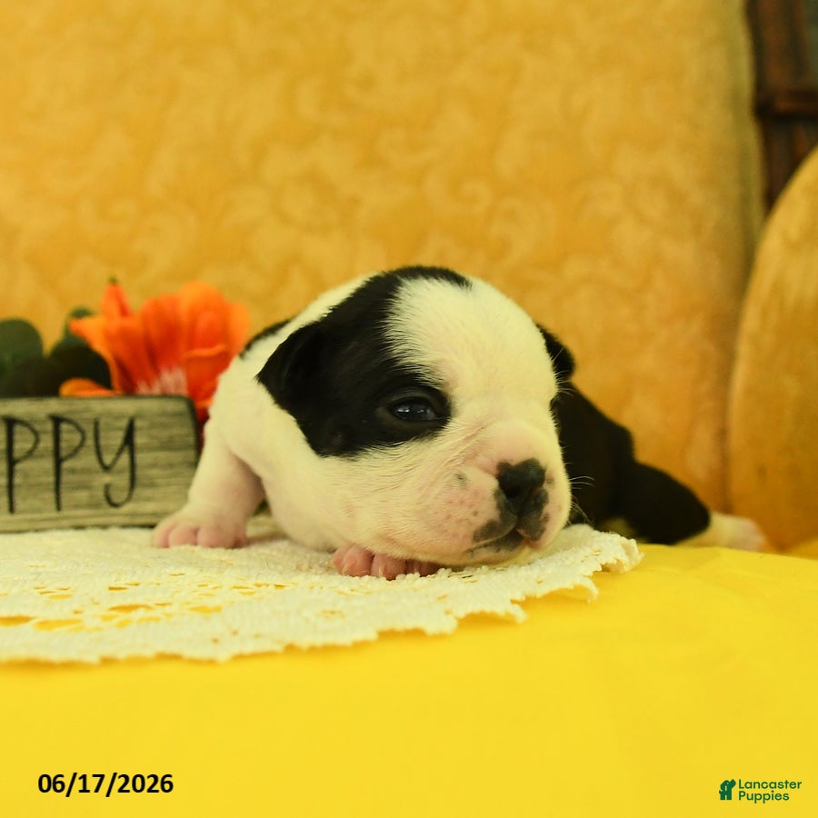 Boston Terrier dogs Vera - Ad 2