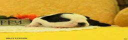 Boston Terrier dogs for sale: Vera - Ad 2