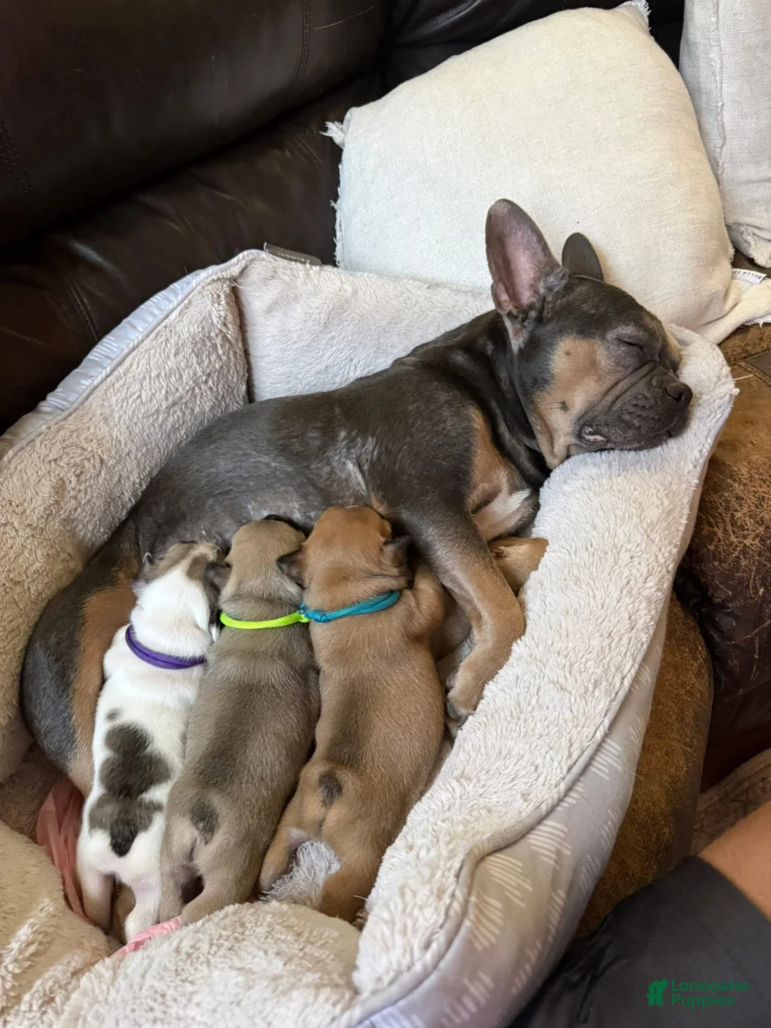 French Bulldog dogs for sale: Chungus(teal) - Ad 2