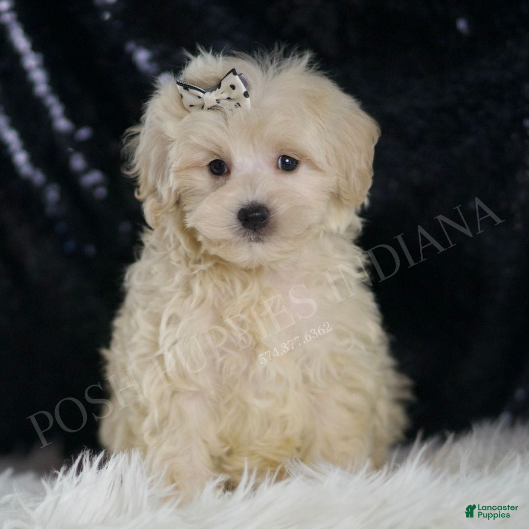 Maltipoo Blue Eyed Poodle For Sale Pikachu For Sale In Warsaw