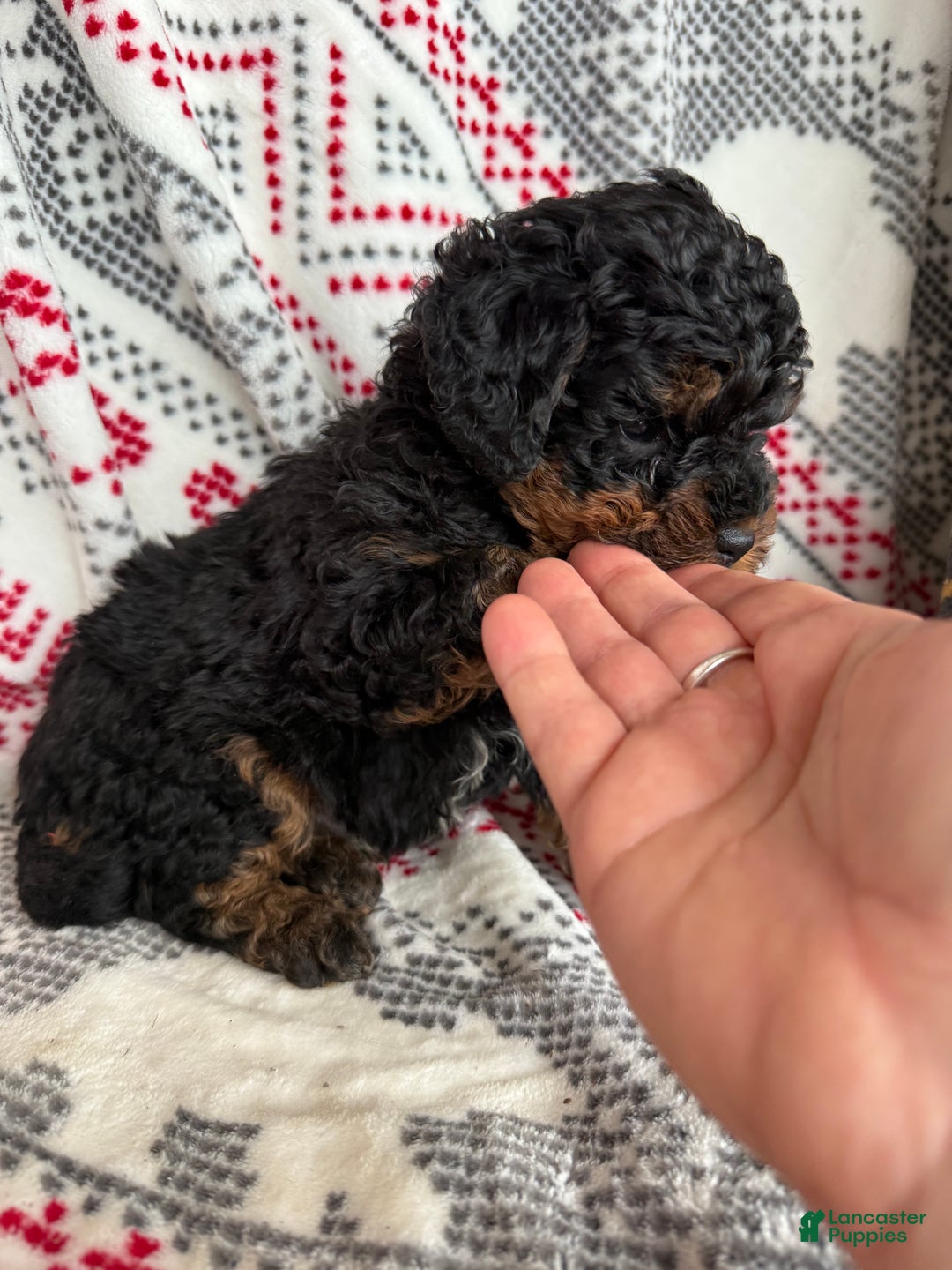 Mini Bernedoodle dogs for sale: Chance - Ad 3