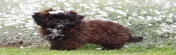 Shihpoo dogs for sale: Laura - Ad 3