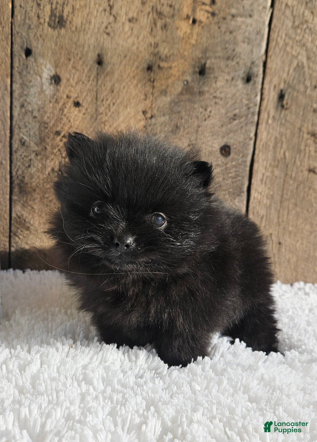 Pomeranian dogs for sale: Tinker - Ad 3