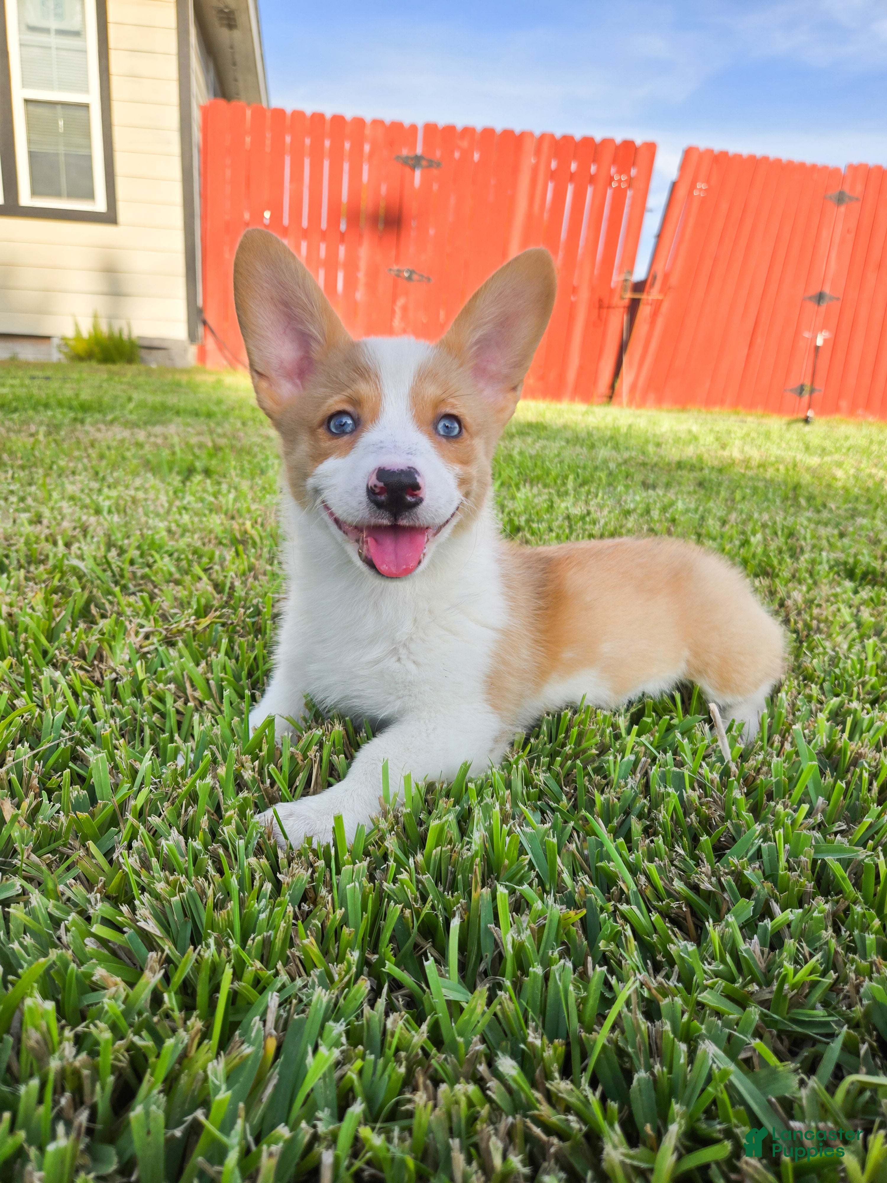 Mixed Breed dogs Mixed Breed 2 - Ad 22