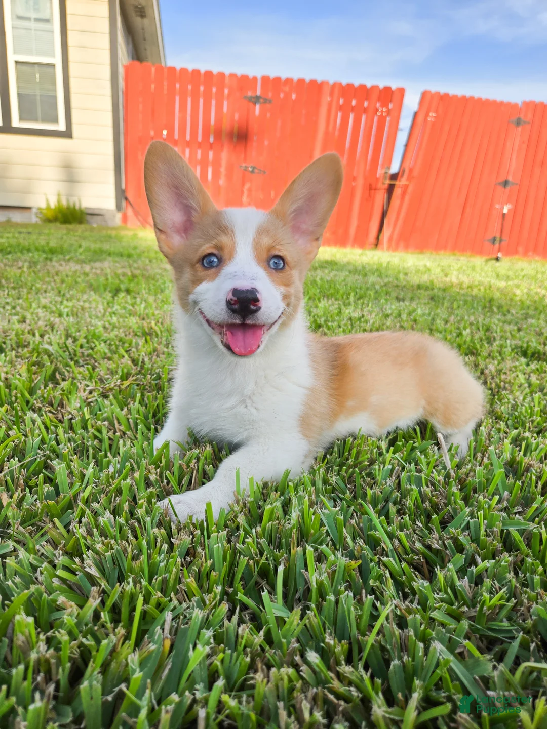 Mixed Breed dogs for sale: Mixed Breed 2 - Ad 1