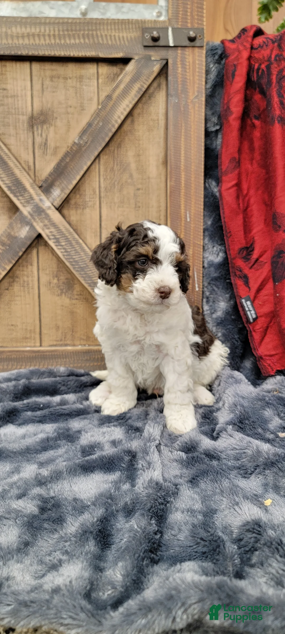 Cockapoo dogs for sale: Sonny - Ad 8