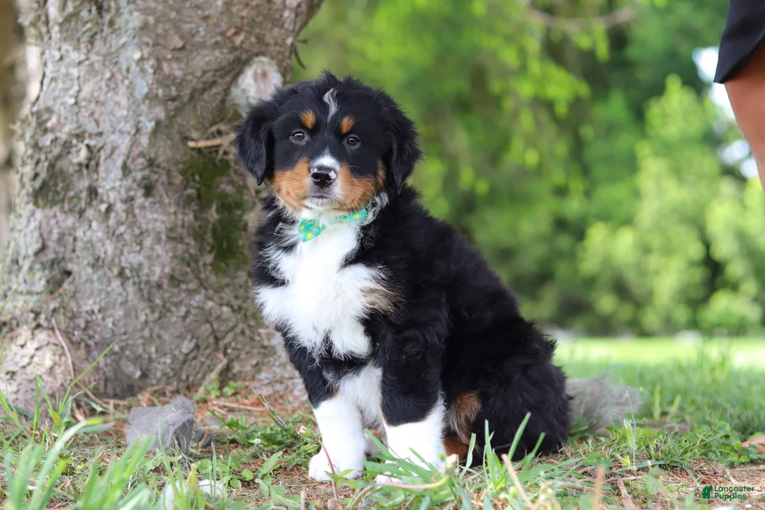 Bernese Mountain Dog dogs for sale: Loki - Ad 2