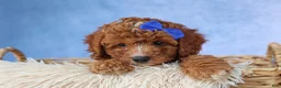 Cavapoo dogs for sale: TOBY - Ad 11
