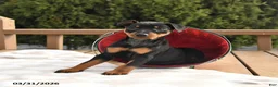 Miniature Pinscher dogs for sale: Twinkle - Ad 4