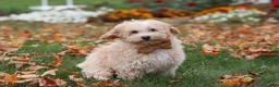Havapoo dogs for sale: Brodie - Ad 3