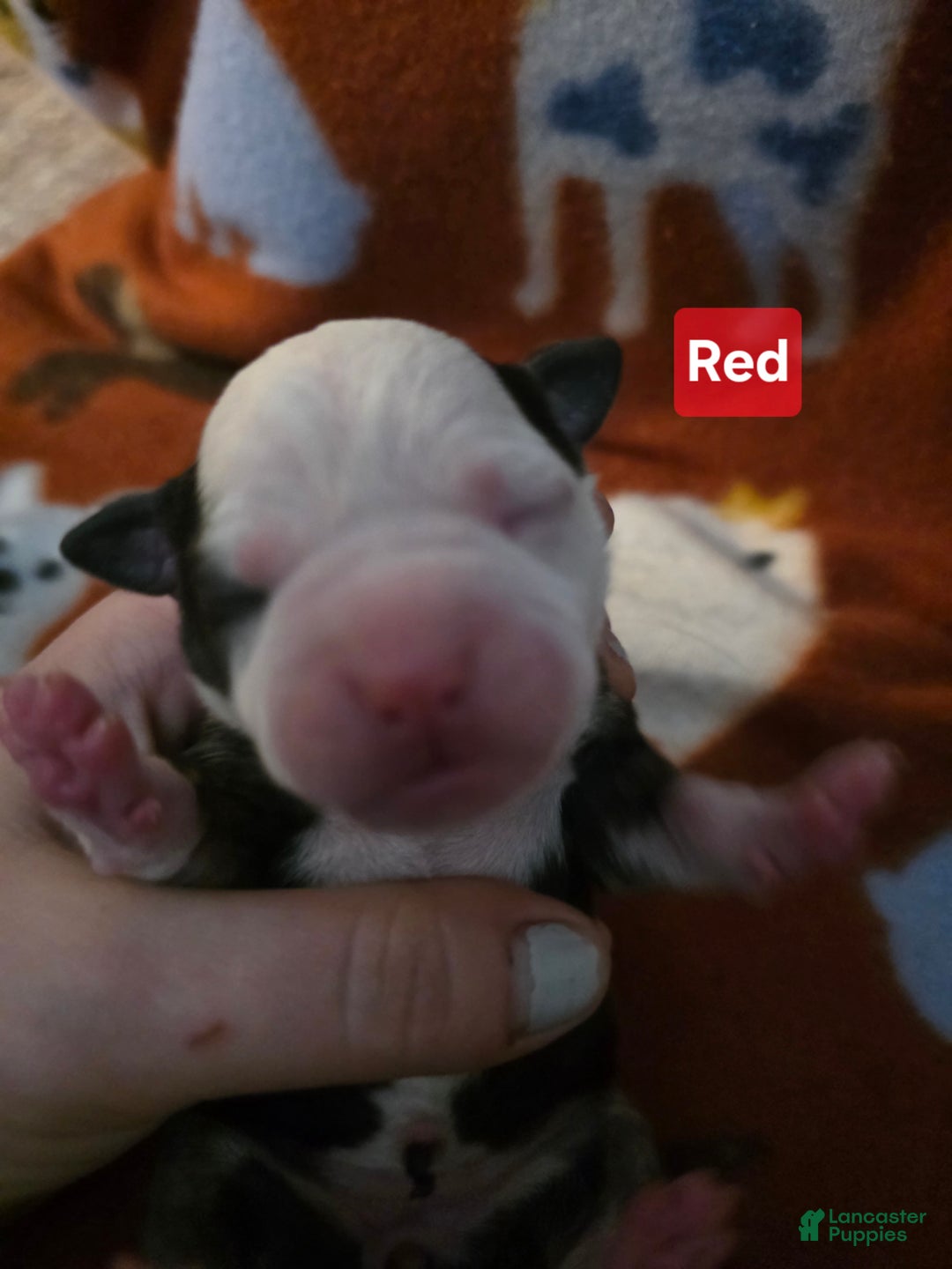 Mixed Breed dogs for sale: Red - Ad 4