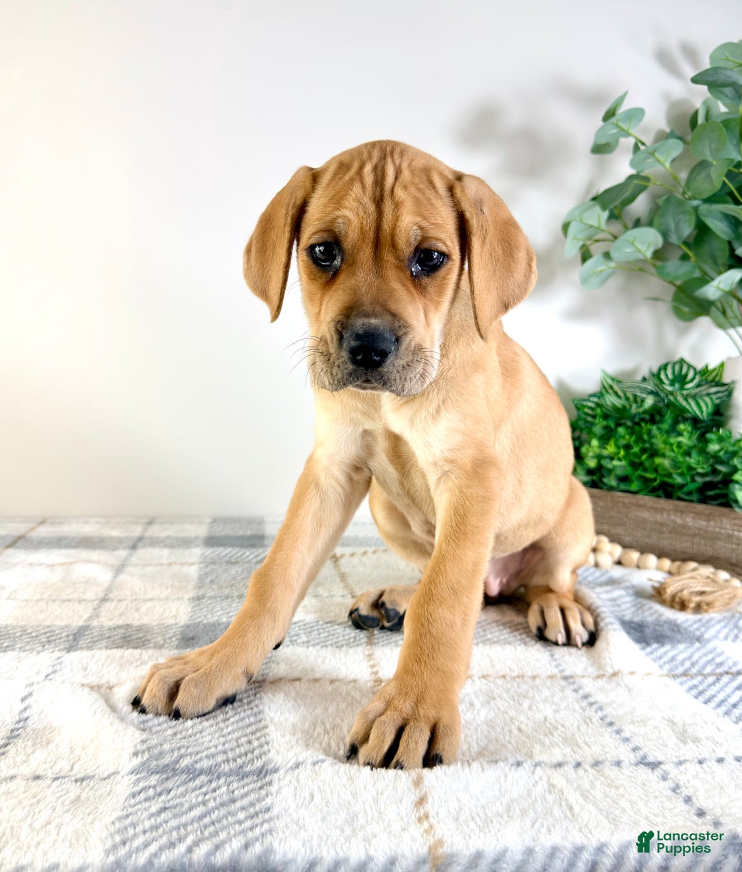 Cane Corso dogs for sale: Nova - Ad 3