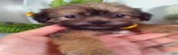 Shorkie dogs for sale: Grant - Ad 5