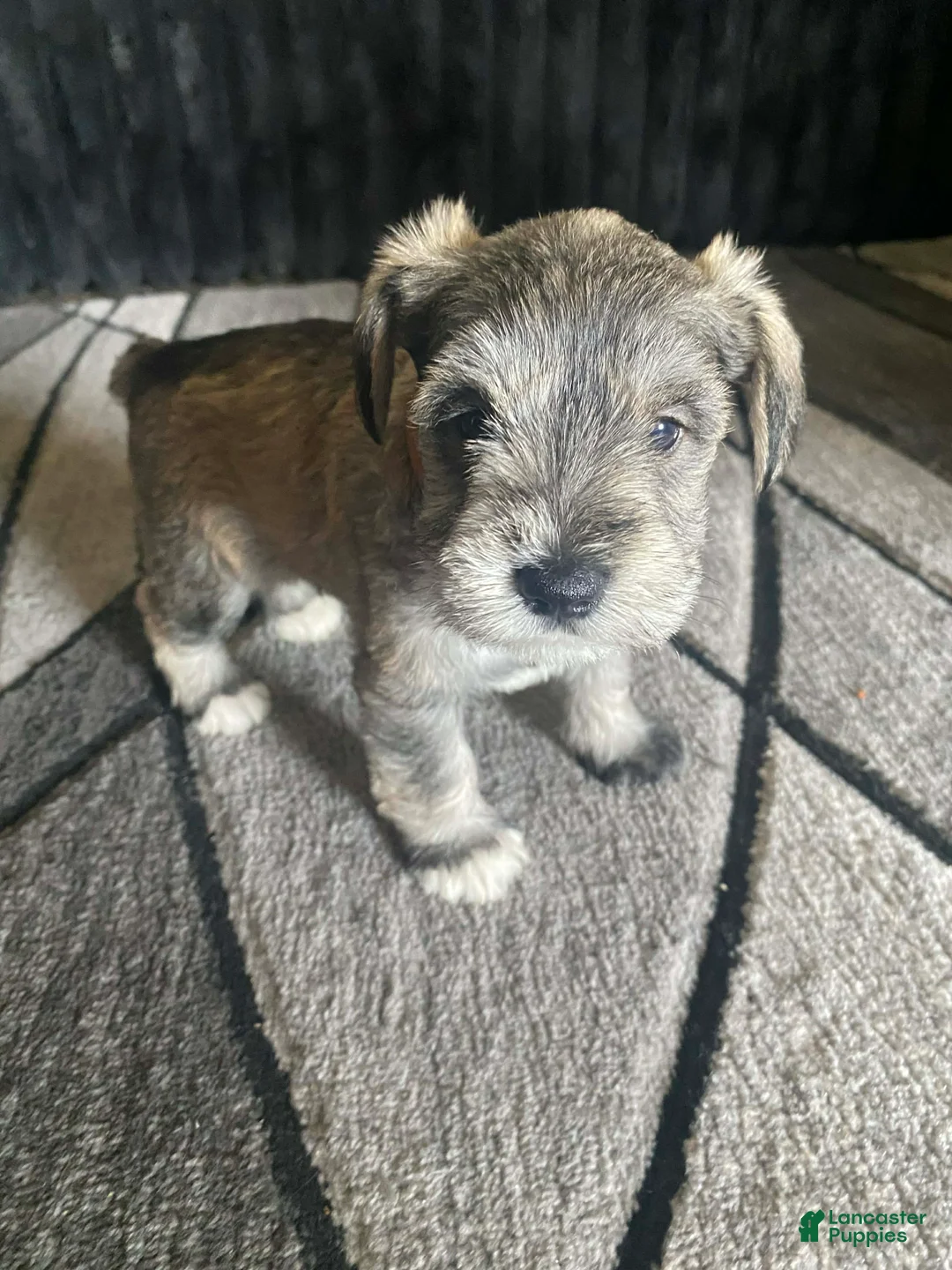 Miniature Schnauzer dogs for sale: Miniature Schnauzer Puppy 3 - Ad 1