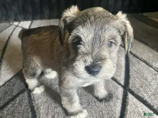 Miniature Schnauzer dogs Miniature Schnauzer Puppy 3 - Ad 32