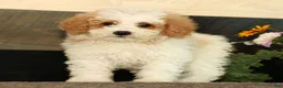 Miniature Poodle dogs for sale: Lincoln - Ad 3