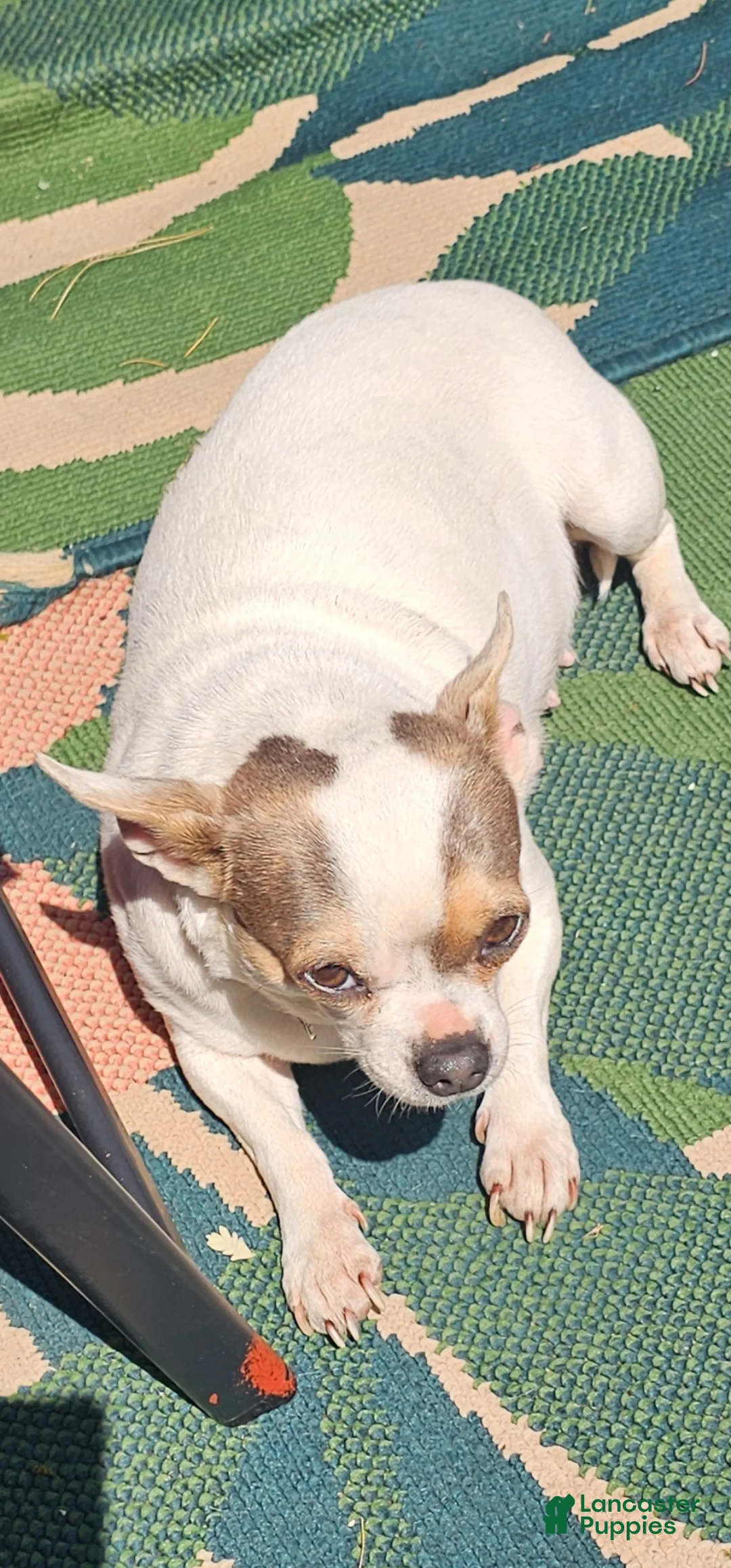 Mixed Breed dogs for sale: Frenchie Wawa Trixie - Ad 7