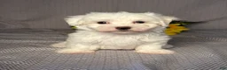 Maltese dogs for sale: Ace - Ad 1