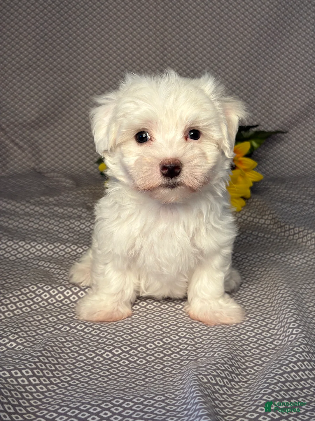 Maltese dogs for sale: Ace - Ad 1