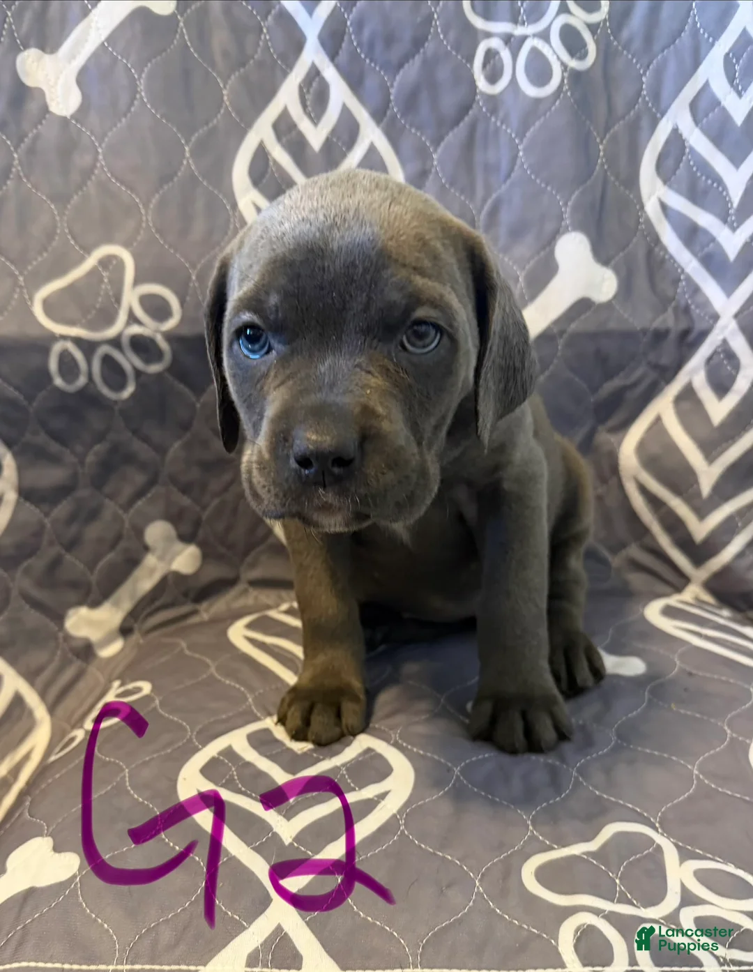 Cane Corso dogs for sale: G2 - Ad 1