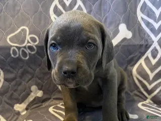 Cane Corso dogs G2 - Ad 41