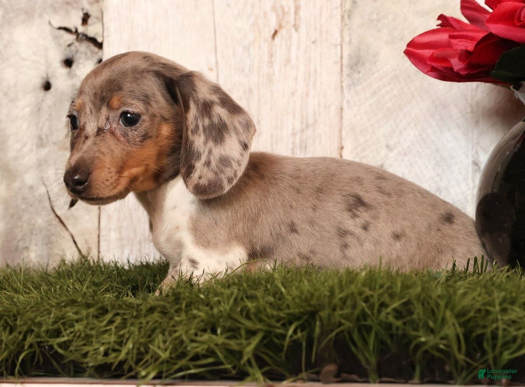 Miniature Dachshund dogs for sale: Mason - Ad 6