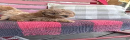 Mixed Breed dogs for sale: Toby - Ad 3