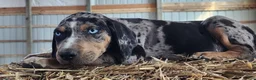 Catahoula Leopard Dog dogs for sale: Duchess 2026 Male 5 - Ad 6