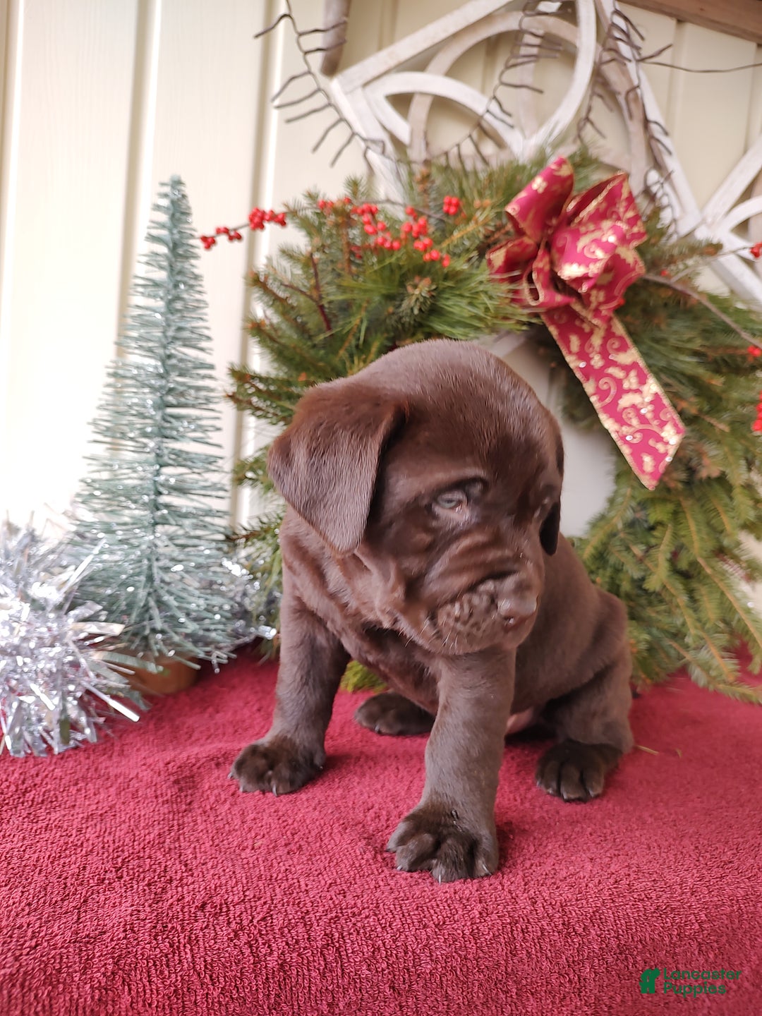 Labrador Retriever dogs for sale: Rugar - Ad 8