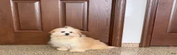 Mixed Breed dogs for sale: Lhasa/Maltese boy 2  - Ad 12