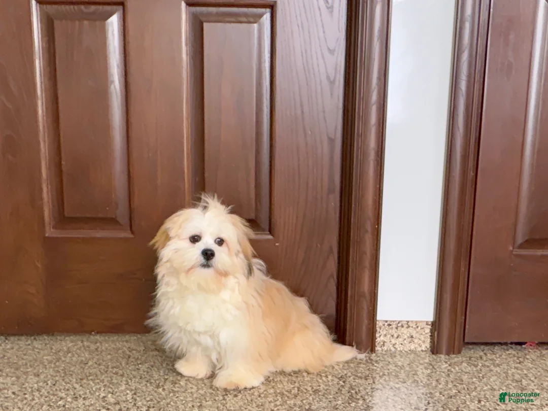 Mixed Breed dogs for sale: Lhasa/Maltese boy 2  - Ad 12