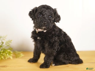 Portuguese Water Dog dogs Liza - Ad 18