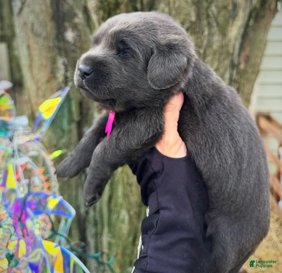 Labrador Retriever dogs for sale: Labrador Retriever Puppy 1 - Ad 12