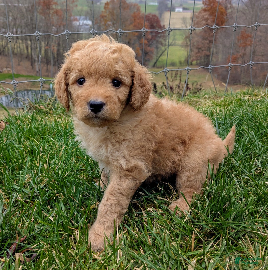 Mini Goldendoodle dogs for sale: Oscar - Ad 1