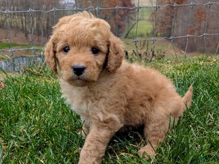Mini Goldendoodle dogs Oscar - Ad 12