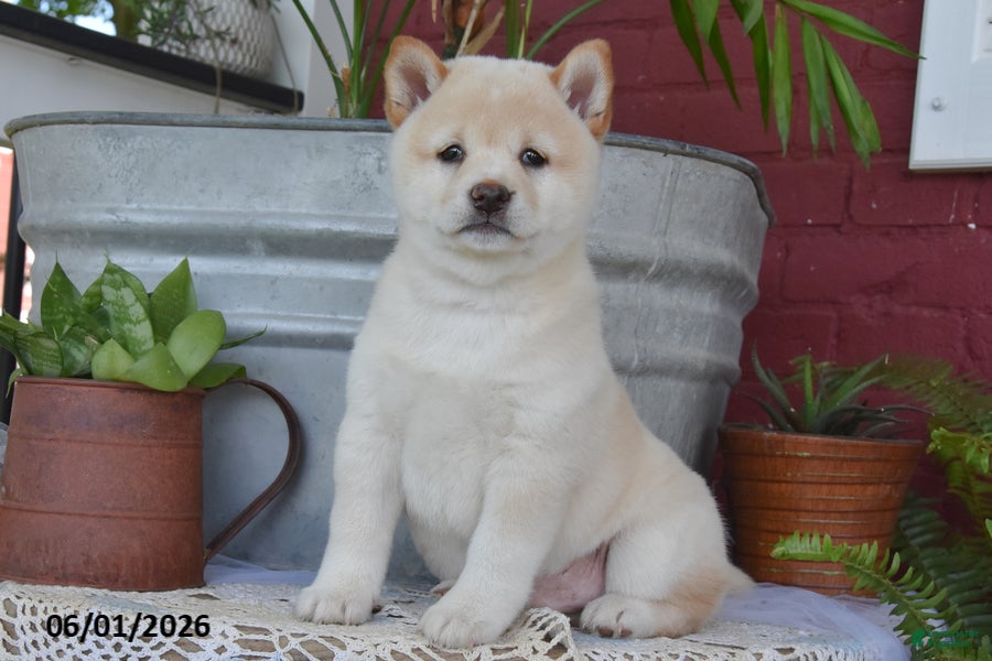 Shiba Inu dogs Timber - Ad 1