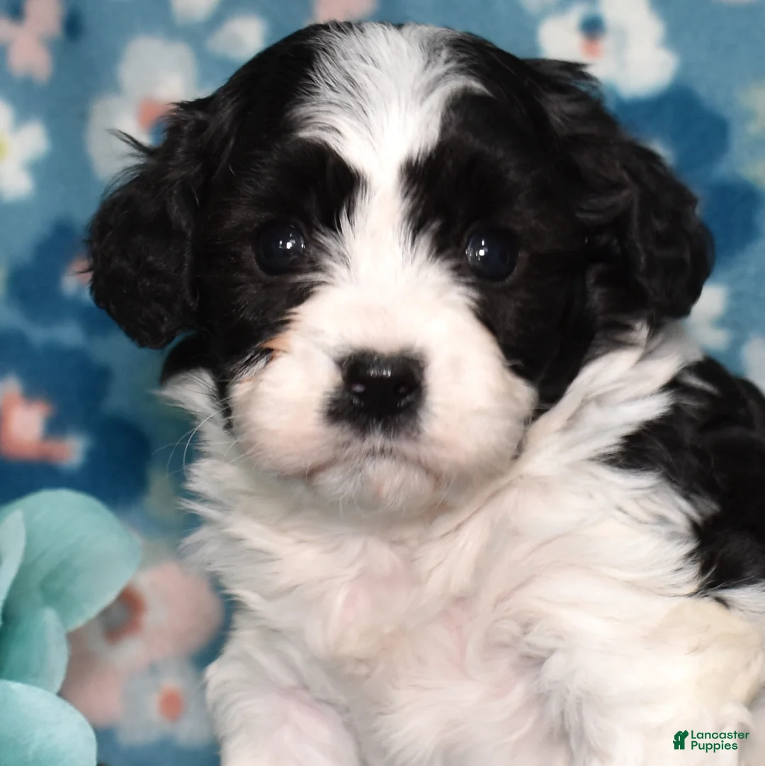 Cavachon dogs for sale: Licorice  - Ad 2