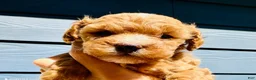 Toy Poodle dogs for sale: Toy Poodle 2 - Ad 1