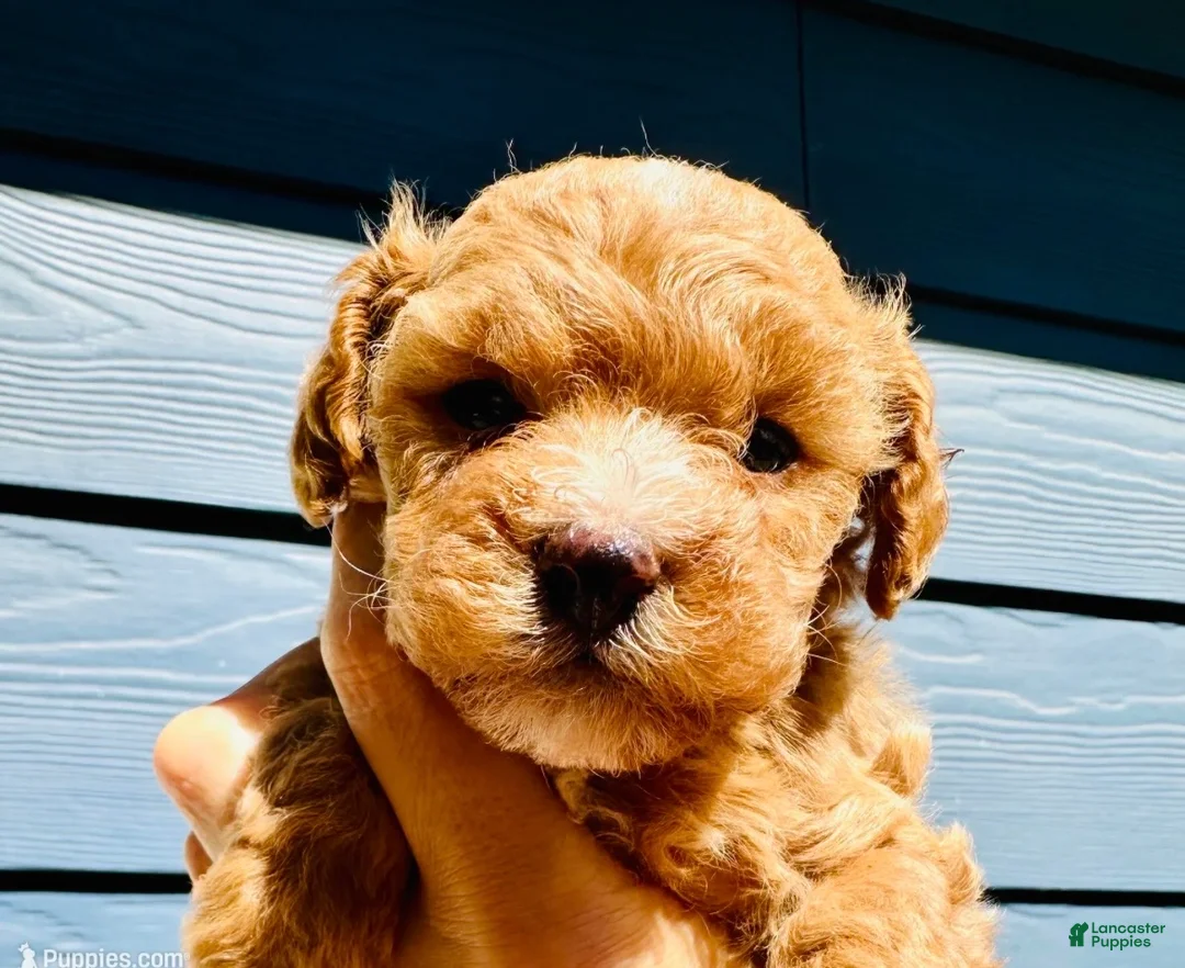Toy Poodle dogs for sale: Toy Poodle 2 - Ad 1