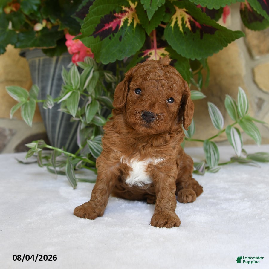 Cavapoo dogs Pippin - Ad 2