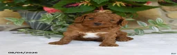 Cavapoo dogs for sale: Pippin - Ad 2