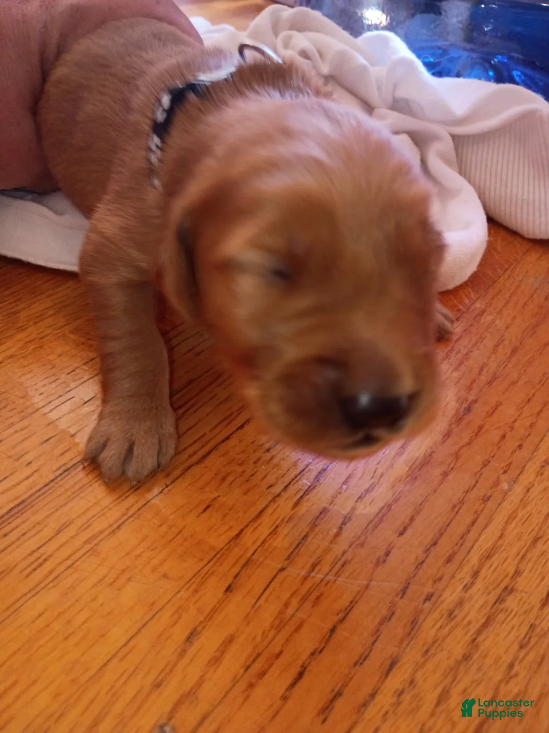 Golden Retriever dogs for sale: Golden Retriever Male 3 - Ad 1