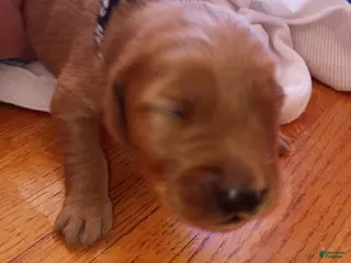 Golden Retriever dogs Golden Retriever Male 3 - Ad 9