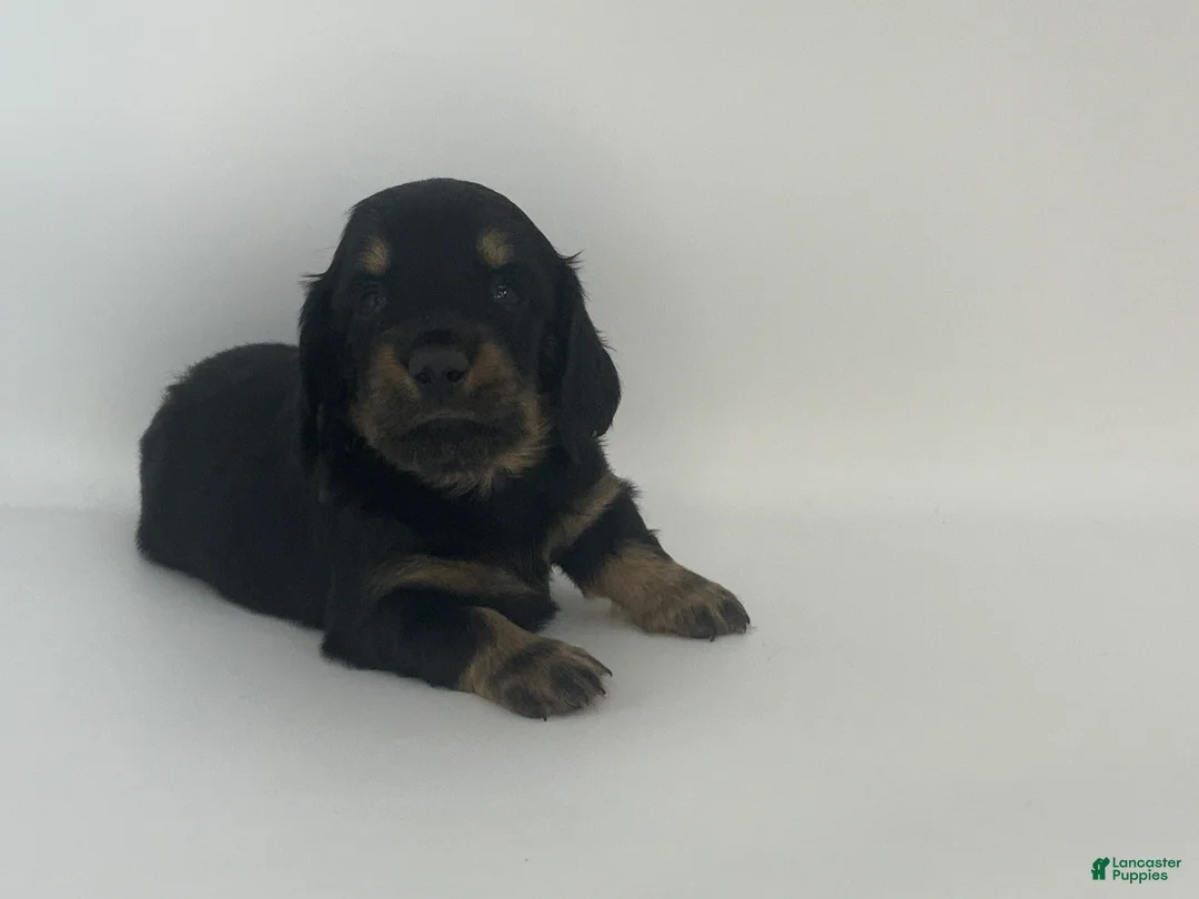 Miniature Dachshund dogs for sale: Kyle - Ad 2