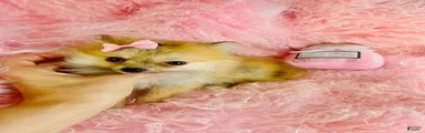 Pomeranian 1