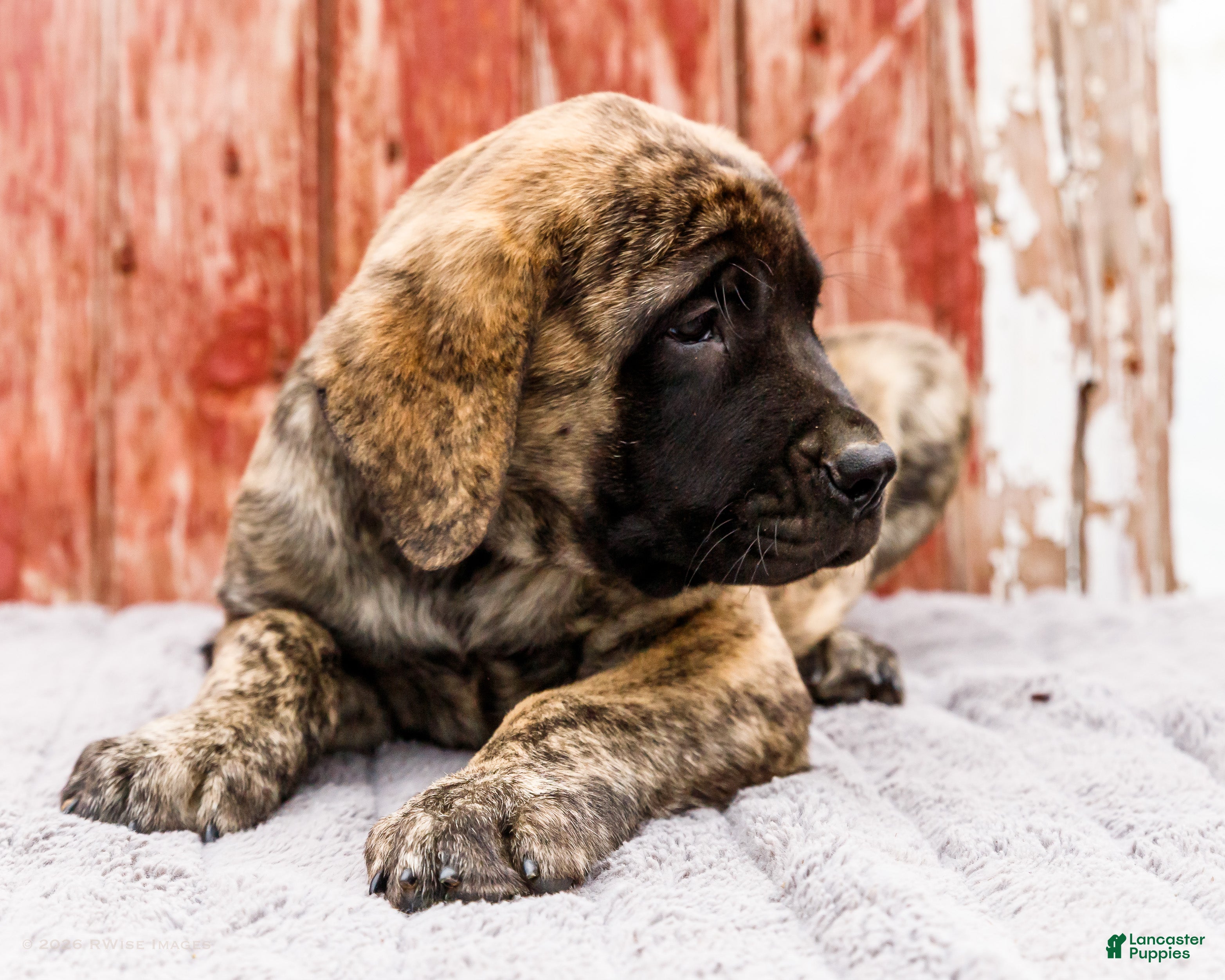 English Mastiff dogs Malcom - Ad 2