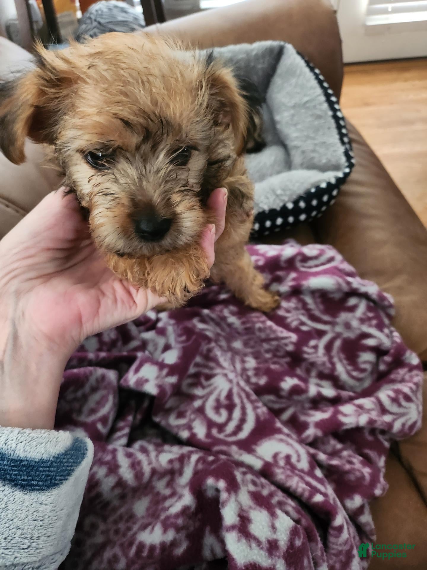 Morkie dogs Morkie 2 - Ad 6