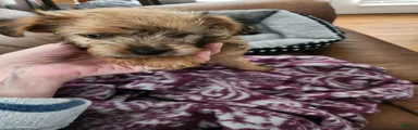 Morkie 2