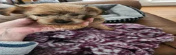 Morkie dogs for sale: Morkie 2 - Ad 1